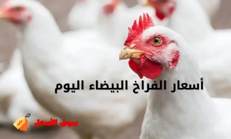 أسعار الفراخ البيضاء اليوم الأربعاء