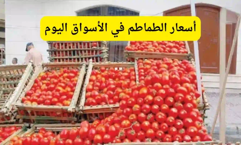 أسعار الطماطم في الأسواق اليوم